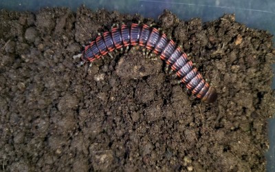 Edentistoma Hallimaden Centipede Pair